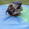 copy of Mechanical bull